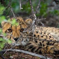 Free-roaming Cheetah Project
