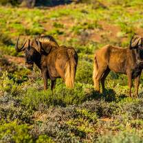 Wildlife on Buffelsdrift