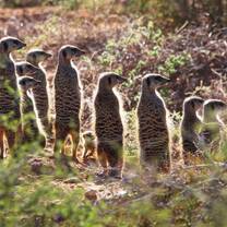 Wildlife Conservation - Meerkat Research