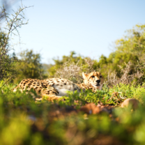 Wildlife Conservation - Cheetah Project