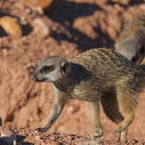 Wildlife Conservation - Meerkat Research
