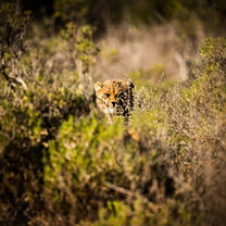 Wildlife Conservation - Cheetah Project