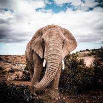 Wildlife Conservation - Elephants