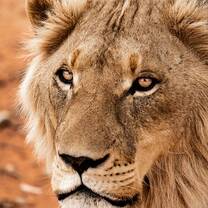 Wildlife Conservation - Lions