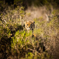 Wildlife Conservation - Cheetah Project