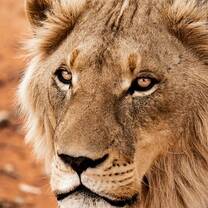 Wildlife Conservation - Lions