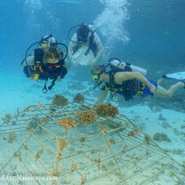Maldives coral planting frame
