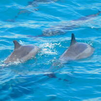 Maldives Dolphins
