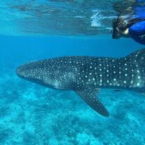 Whale Shark Snorkeling Maldives