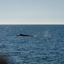 Bachelor of Animal Ecology field trip to Hervey Bay, UniSC Sunshine Coast