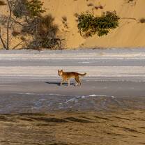 Bachelor of Animal Ecology field trip to Hervey Bay, UniSC Sunshine Coast