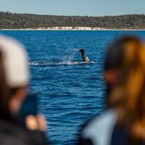 Bachelor of Animal Ecology field trip to Hervey Bay, UniSC Sunshine Coast