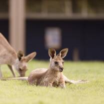 UniSC Sunshine Coast Fraser Coast Animal Ecology bachelor diploma kangaroo