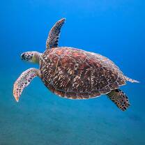UniSC Sunshine Coast Fraser Coast Animal Ecology bachelor diploma turtle