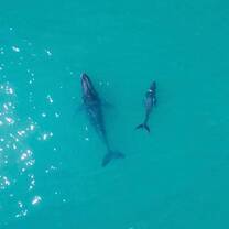 UniSC Sunshine Coast Fraser Coast Animal Ecology bachelor diploma whales