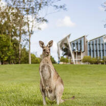 Kangaroo on UniSC Sunshine Coast campus lawn sippy downs queensland australia