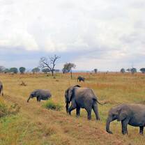 elephants