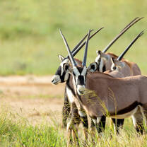 A small herd of ibex gather together on the green grasslands of South Africa