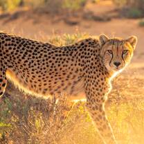 Volunteer in Namibia