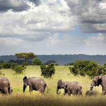 elephants