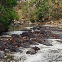 elephants