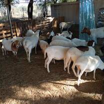 Farm animals