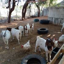 Farm animals