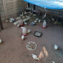 Chickens