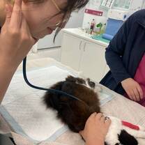 Veterinary intern providing care to an animal patient during an international animal care internship