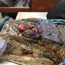 A croc shot through the eye and both jaws with a spear gun