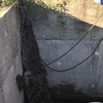 Rescuing a large croc who'd fallen into a pit at the local sewage ponds