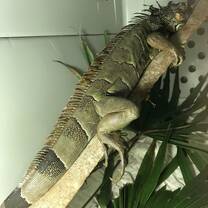 A green iguana in a restricted movement crate after being attacked by a dog