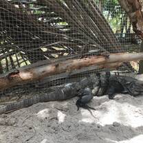 Spiney tail iguana in recovery 