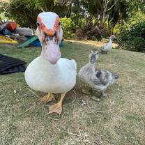 Lucy Goosey and Pepe Le Poop