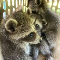 orphaned baby raccoons on their way to Aces