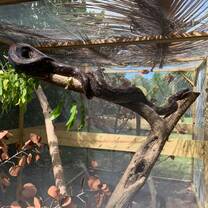 An abused Boa in rehab shortly before release 