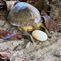 Turtle in rehab getting some outside time to lay her egg