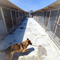 Dog out ot cage playing with the water pump