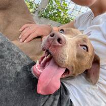 Dog loves cuddles
