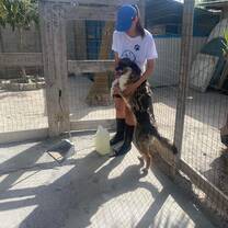 Volunteer at work with dogs