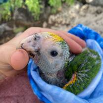 chick