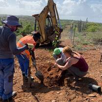 reforestation