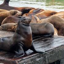 Sea Lion