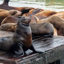 Sea Lion