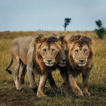 The territory dominance of the three lions