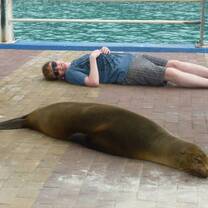 sea lion Galapagos