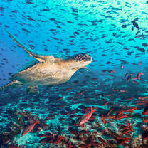 A sea turtle surrounded by fish swimming in the ocean