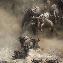 wildebeest crossing the crocodile invested mara river
