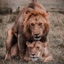 lions mating