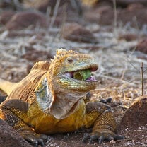 A dusty orange lizard 